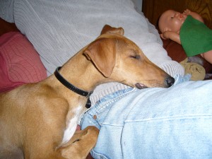 premiers-calin