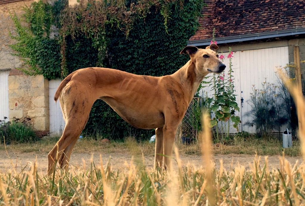 Gala ex Gabriela (2)